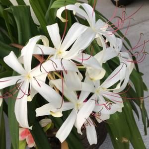 Meet your Posher, Zandra